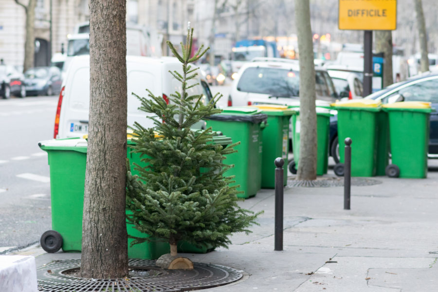 Christmas Tree Pick Up Options
